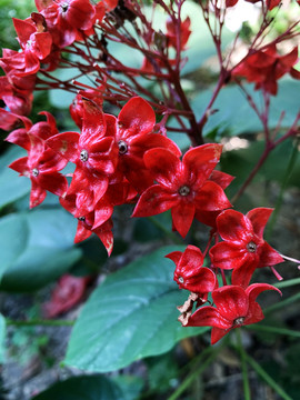狀元紅網(wǎng)，揭秘4987精準(zhǔn)資料的秘密，狀元紅網(wǎng)揭秘，精準(zhǔn)資料4987背后的秘密