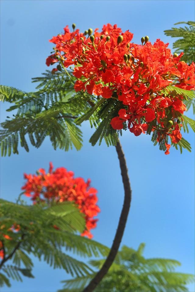 狀元紅，揭秘4987最準(zhǔn)最快的秘密武器，狀元紅，揭秘最準(zhǔn)最快的秘密武器 4987