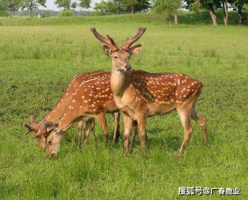 最新版本的6566cc澳彩資料大全介紹與特色功能解析，最新6566cc澳彩資料大全介紹與特色功能深度解析