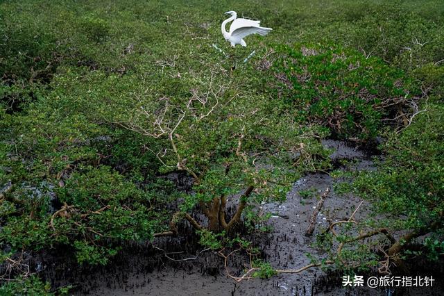 茂密森林中的王者——探尋王中王一肖的神秘魅力，森林王者揭秘，一肖的神秘魅力探尋
