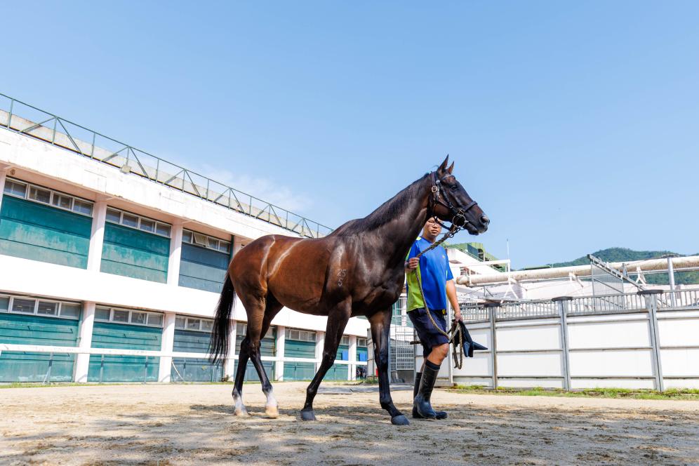 香港賽馬，77777與888888的傳奇故事，香港賽馬傳奇，77777與888888的賽場奇緣